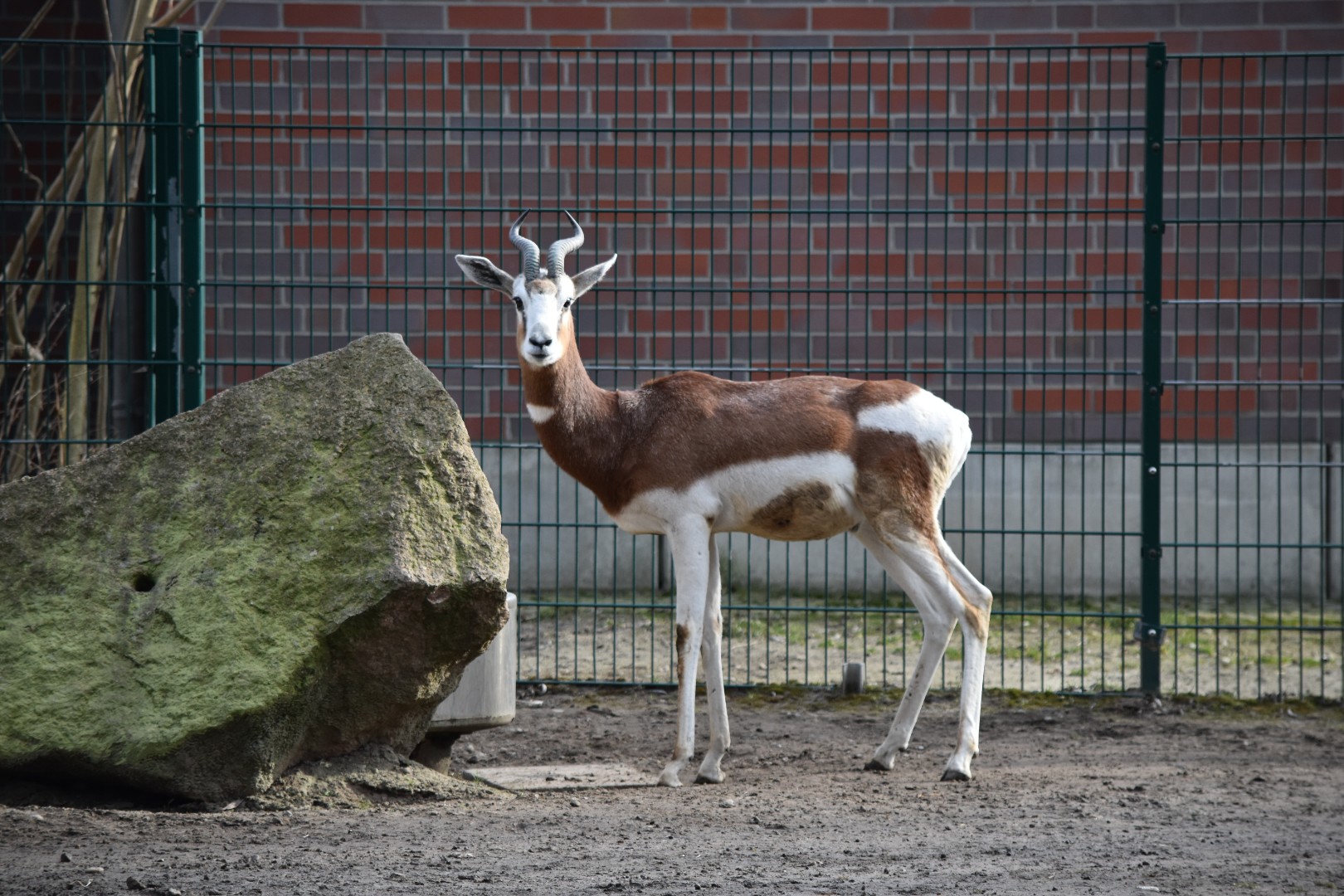 Dama gazelle