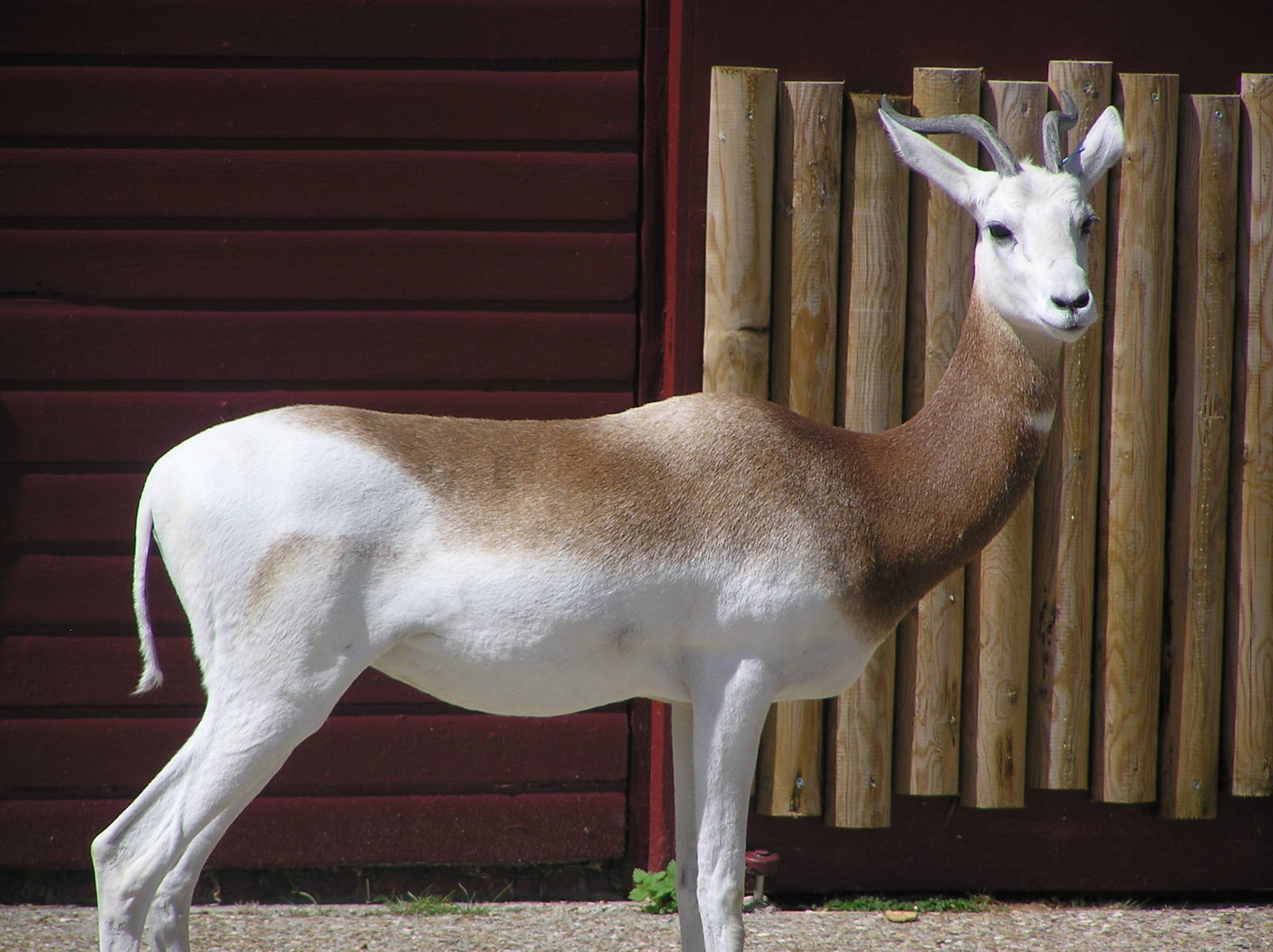 Dama Gazelle