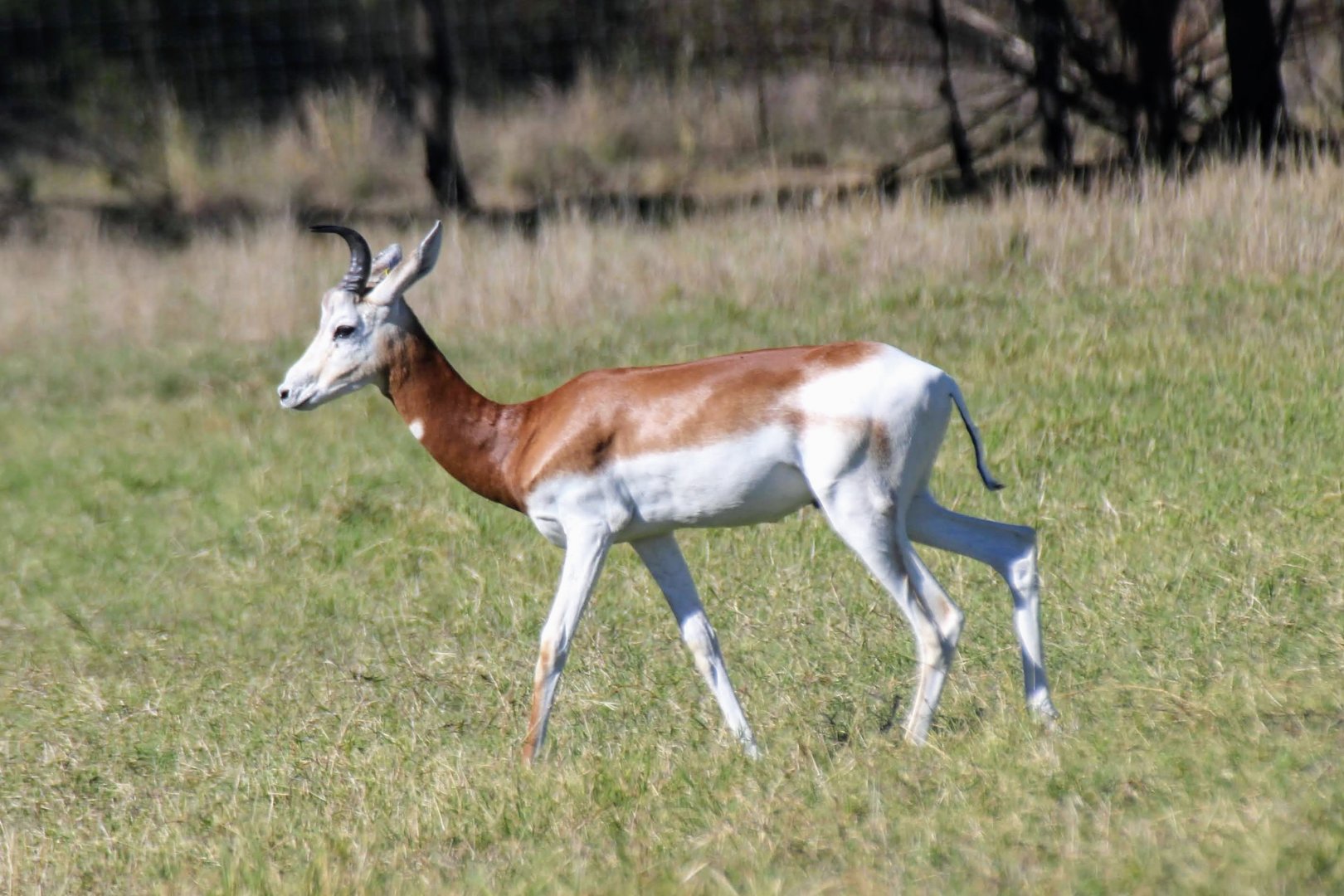 Dama Gazelle