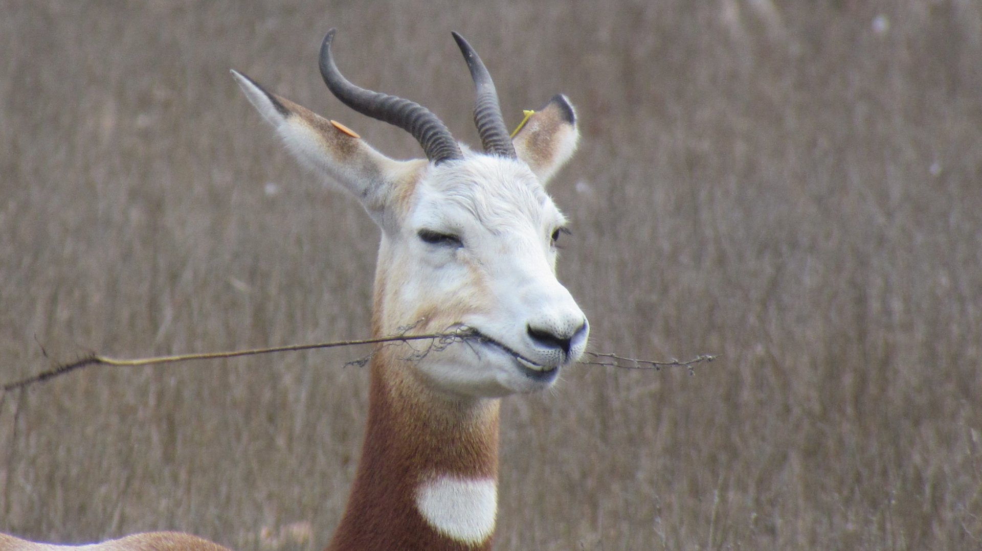 Dama Gazelle