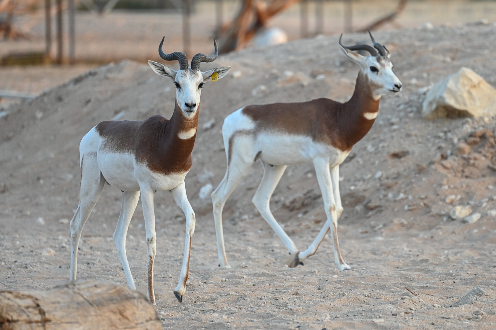 Dama Gazelle
