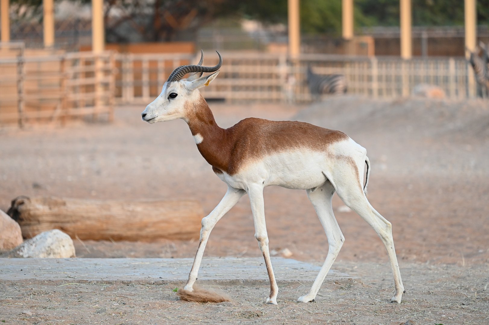 Dama Gazelle