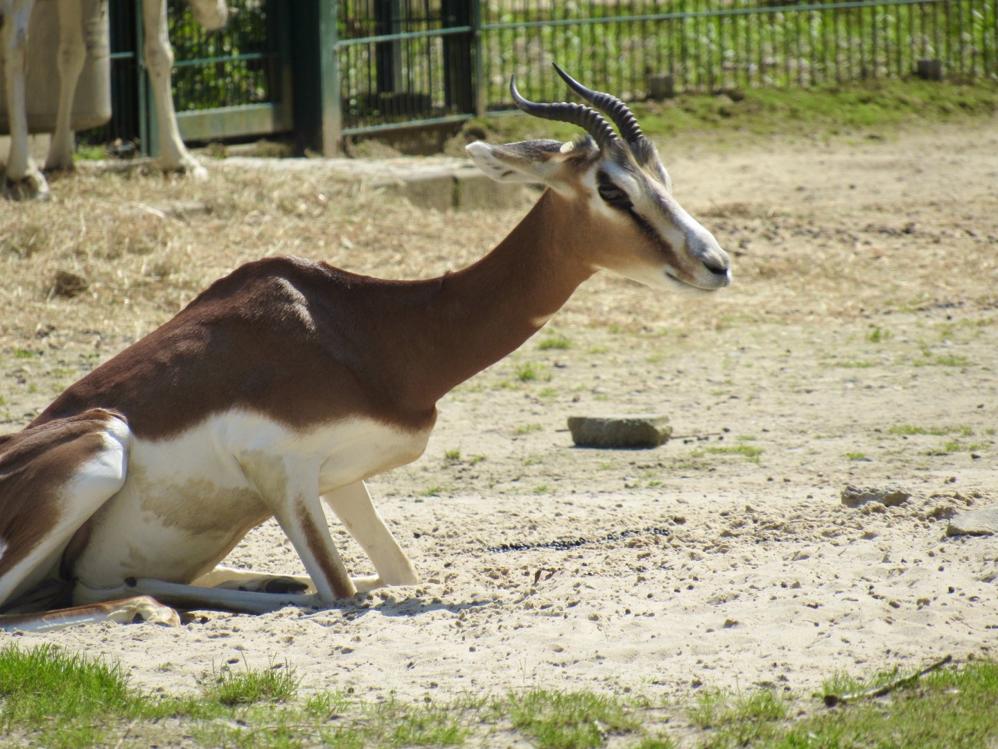Dama gazelle