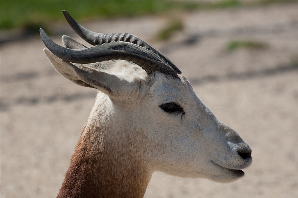 Dama Gazelle