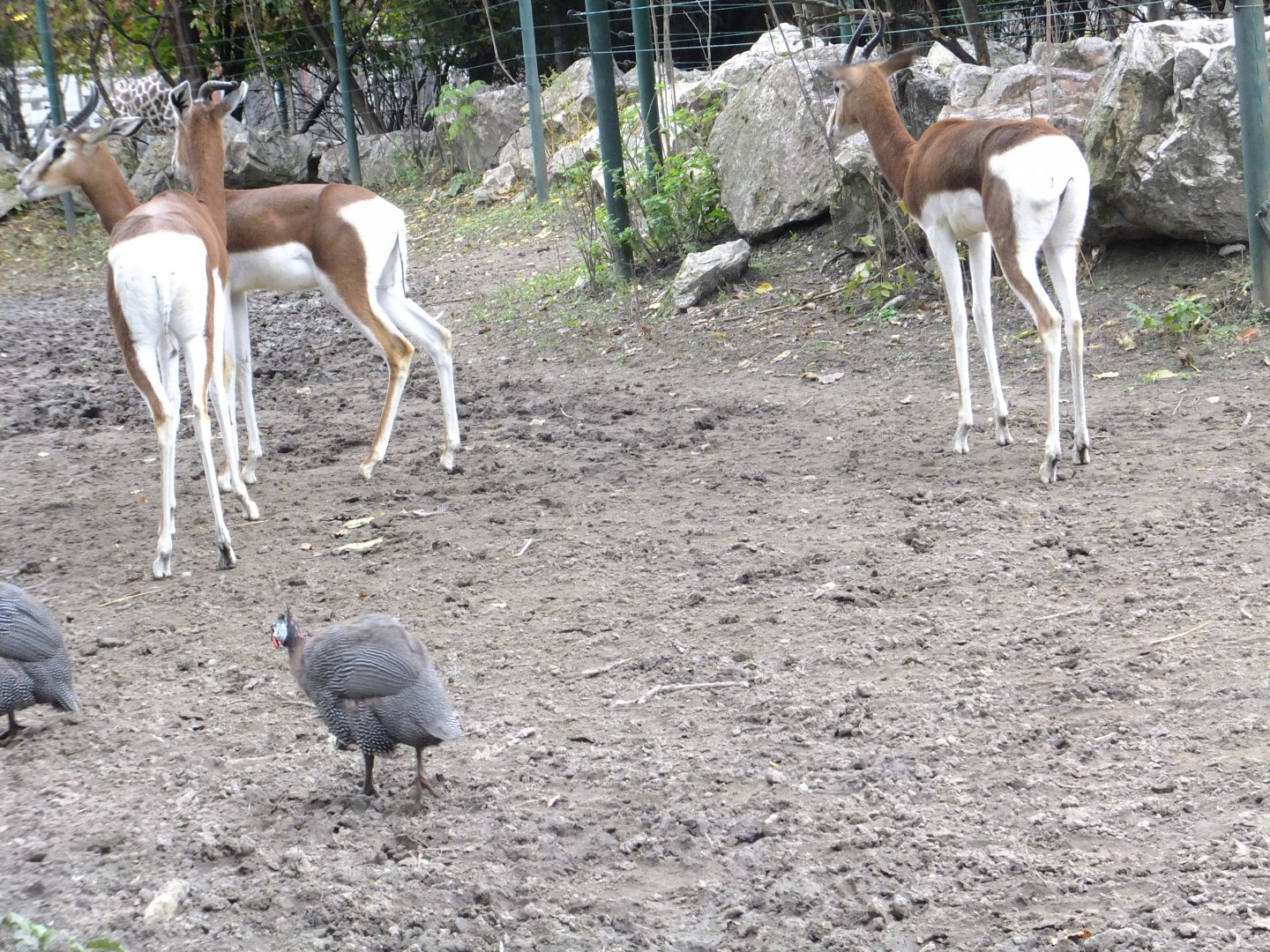 Dama gazelles and Guineafowls