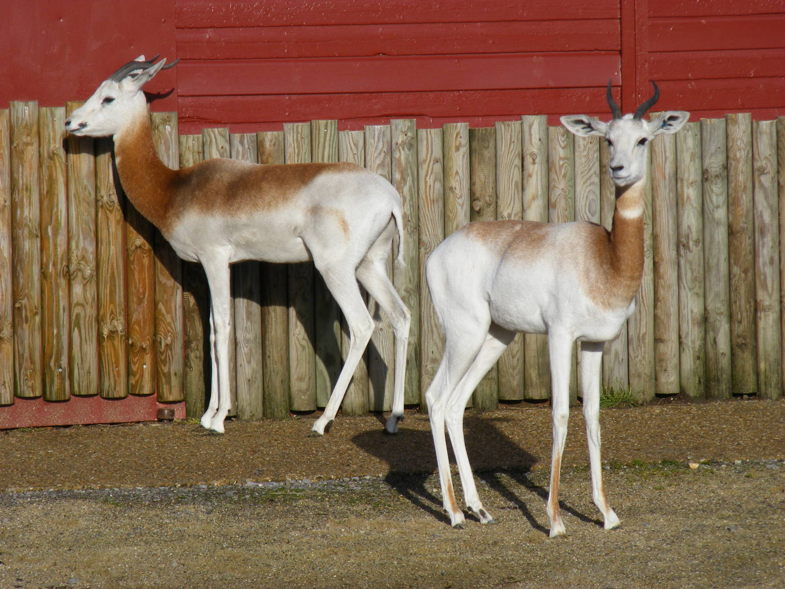 Dama gazelles at Marwell Wildlife, 17 January 2010