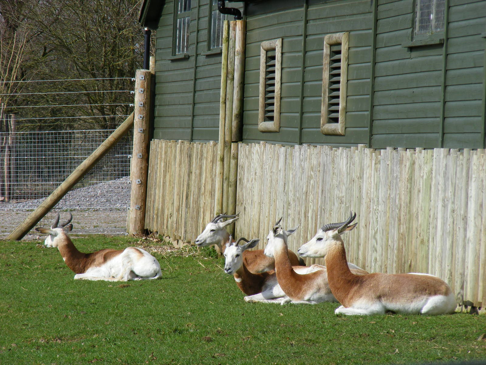 Dama gazelles at Marwell Wildlife, 21 March 2010