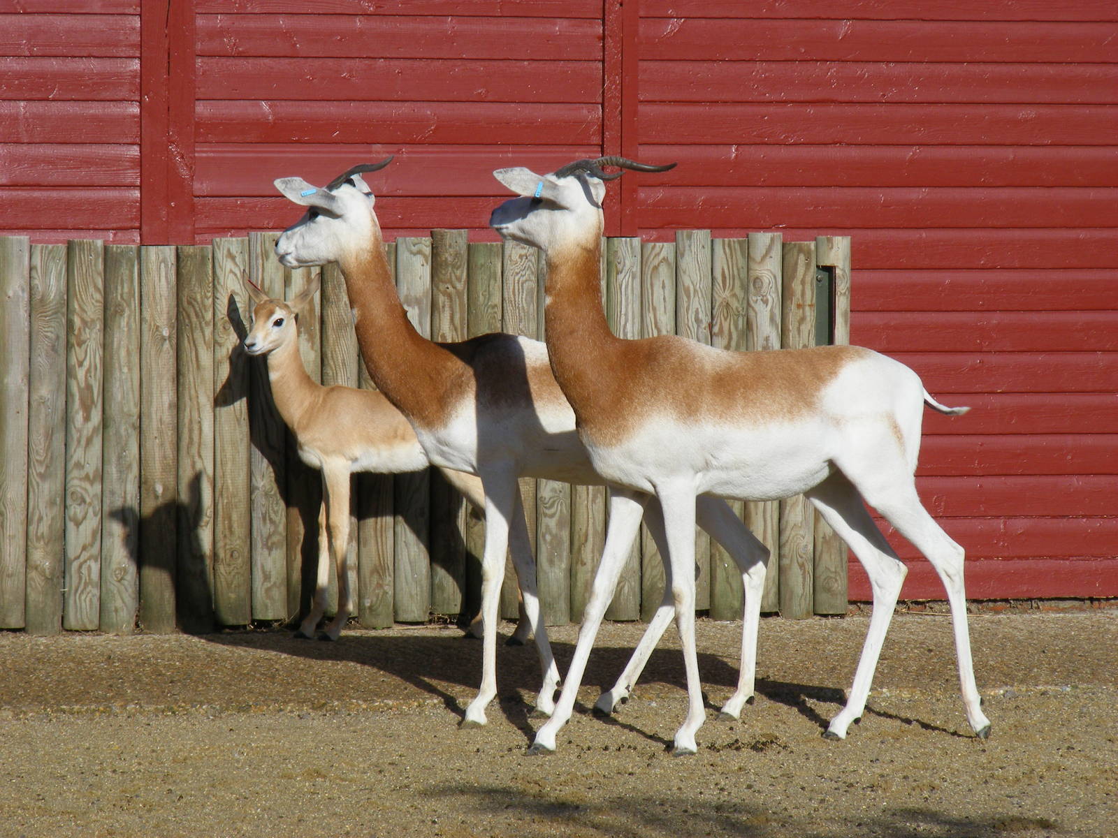 Dama gazelles at Marwell Wildlife, 30 October 2010