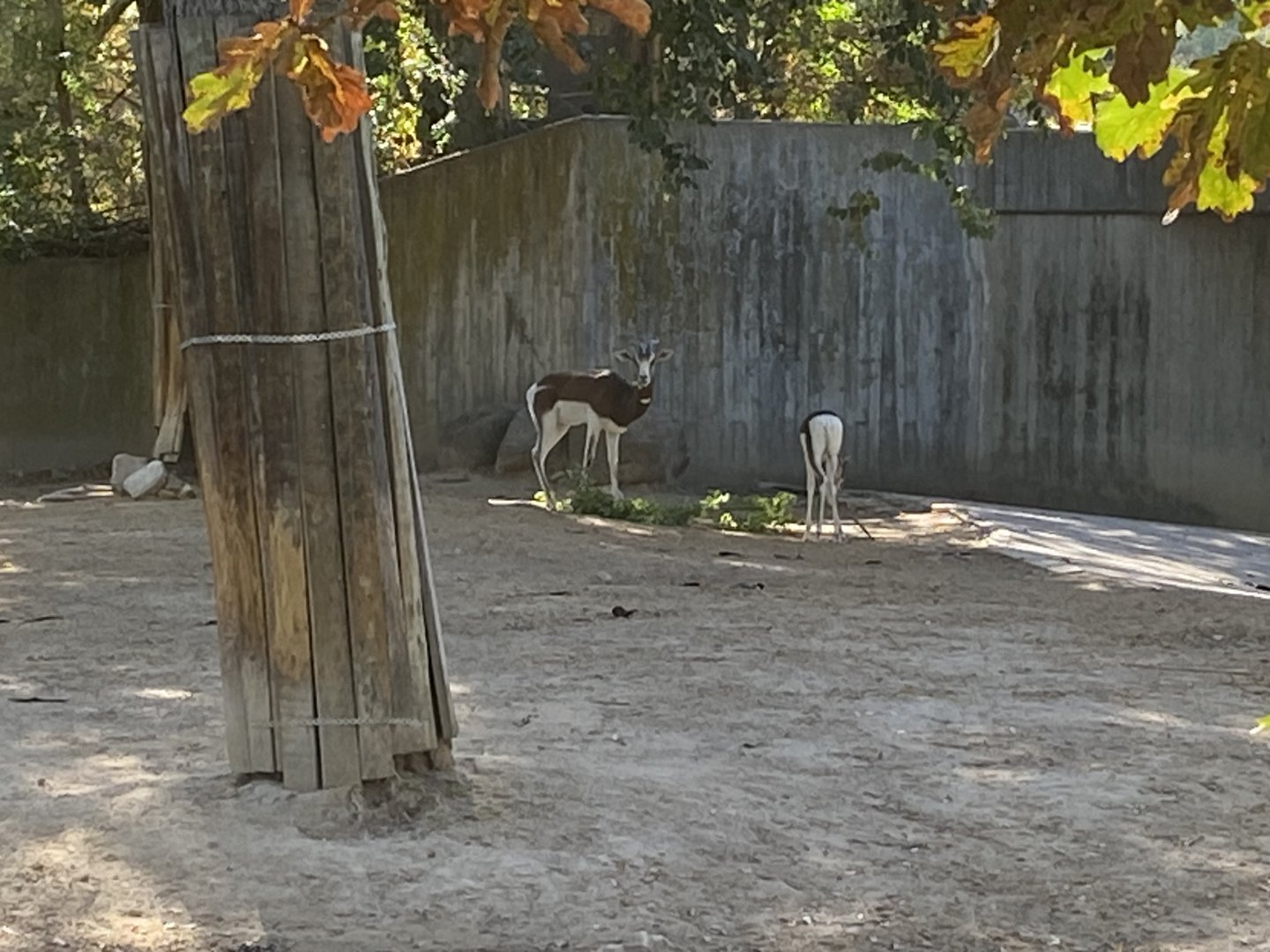 Dama gazelles image 2