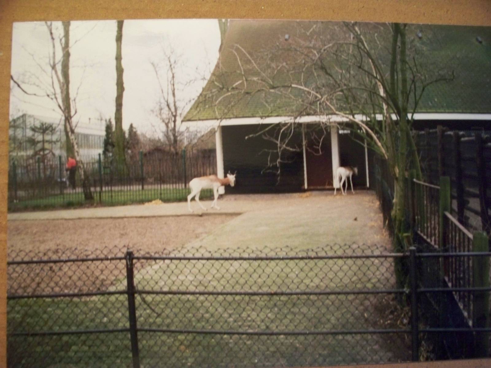 Dama or Addra gazelle