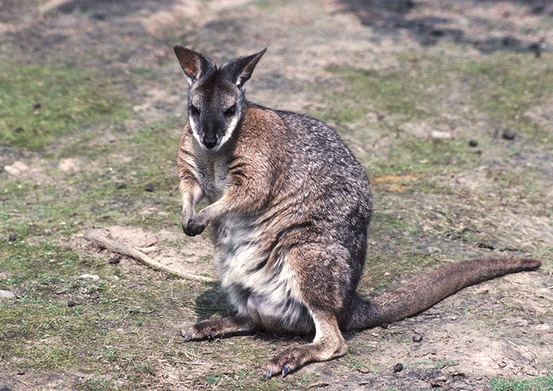 Dama wallaby 1973