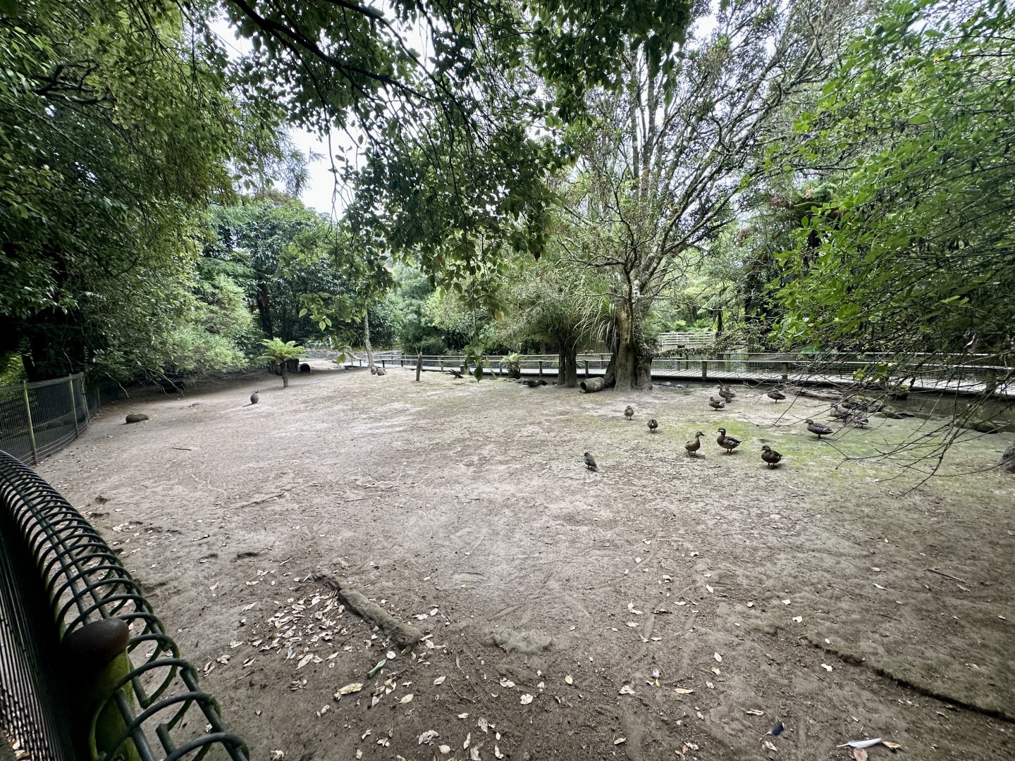 Dama Wallaby Exhibit