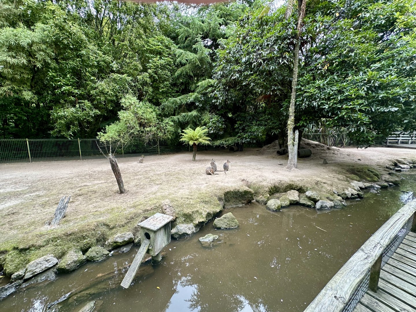 Dama Wallaby Exhibit