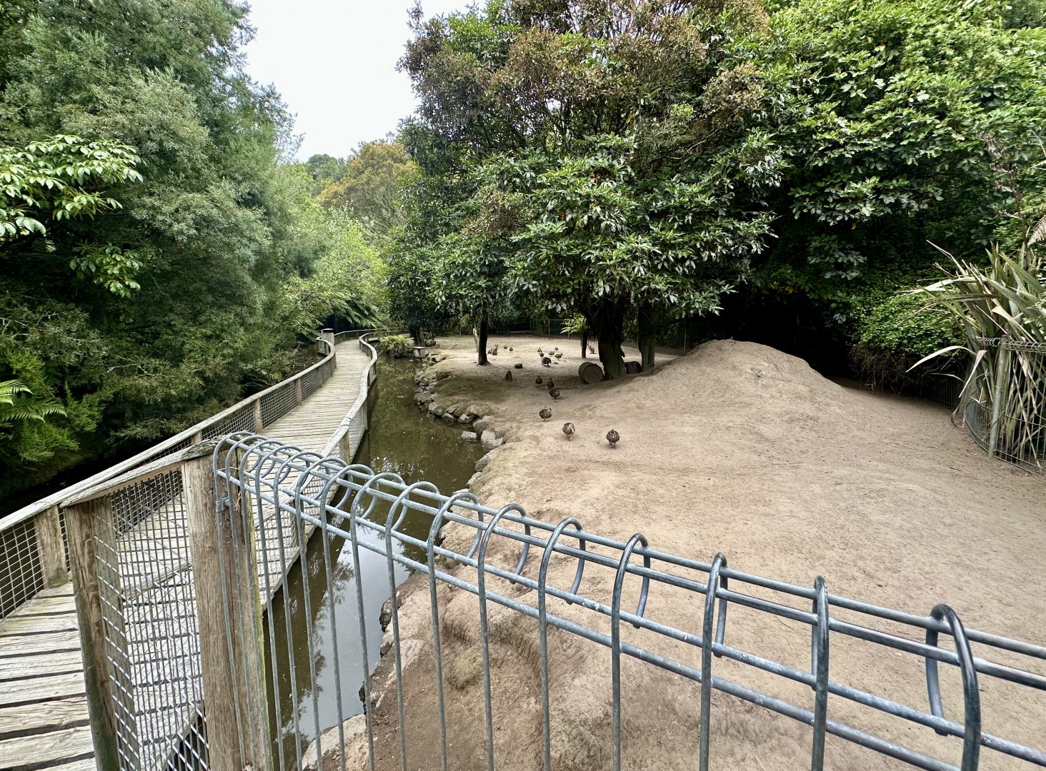 Dama Wallaby Exhibit