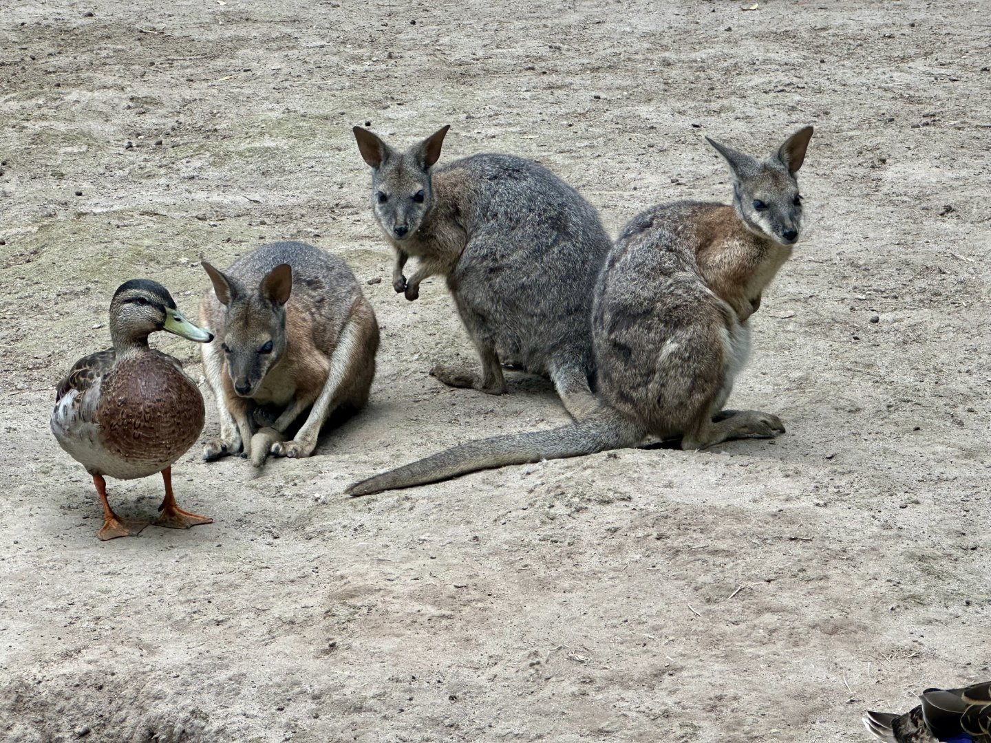 Dama wallaby (Notamacropus eugenii)
