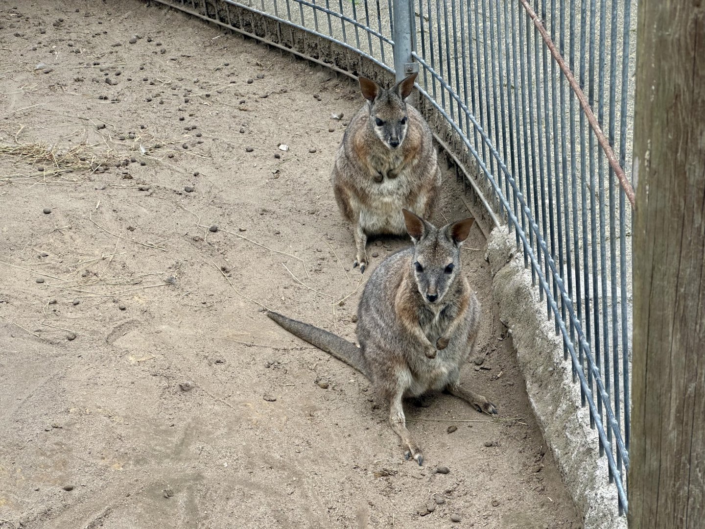 Dama wallaby (Notamacropus eugenii)
