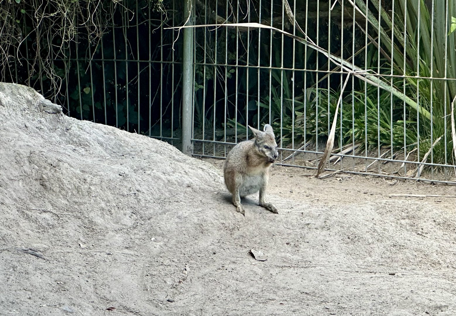 Dama wallaby (Notamacropus eugenii)