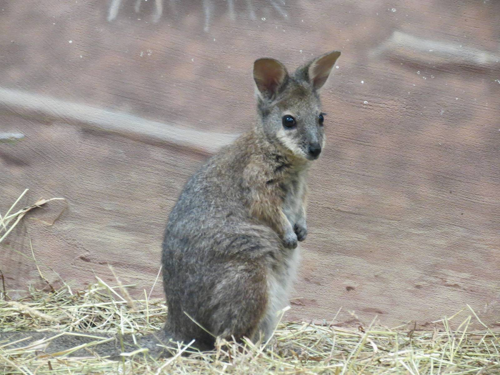 Dama Wallaby