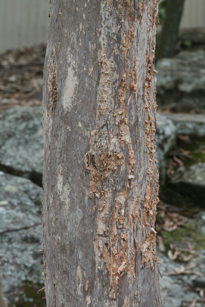 Damage done to tree by Lace Monitor