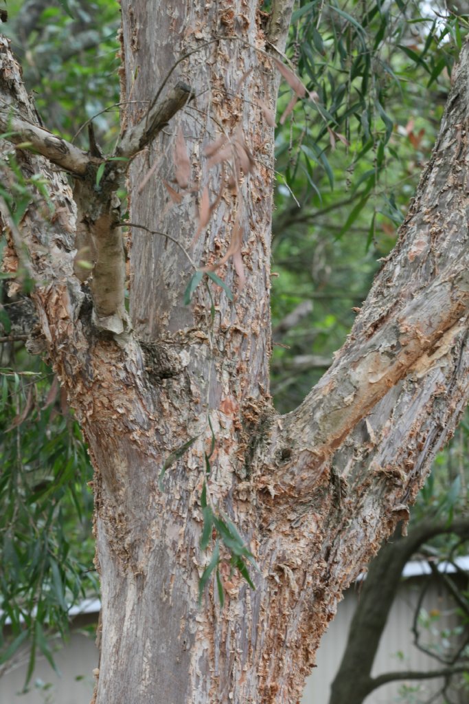 Damage done to tree by Lace Monitor