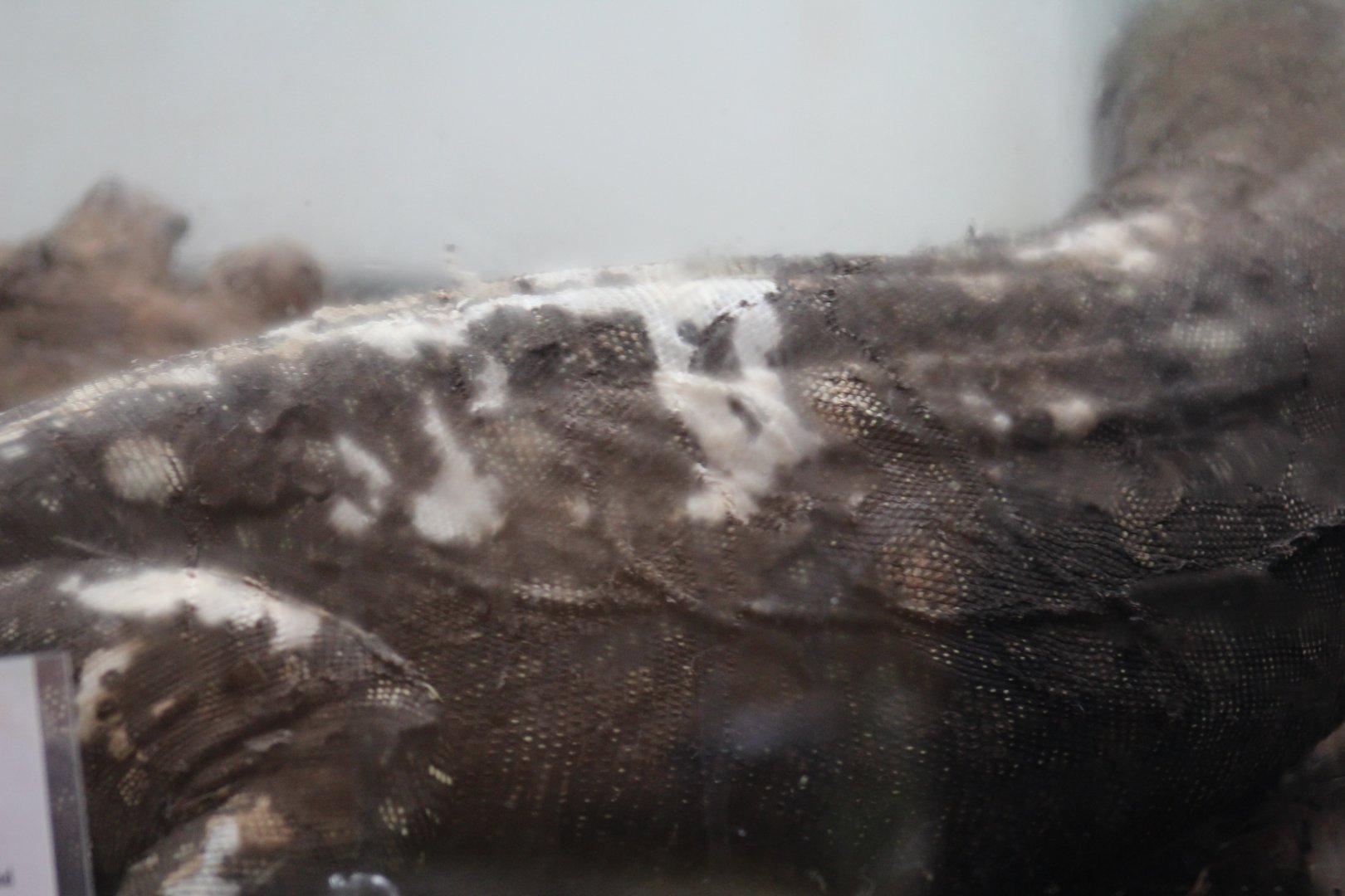 Damage on Crocodile Monitor