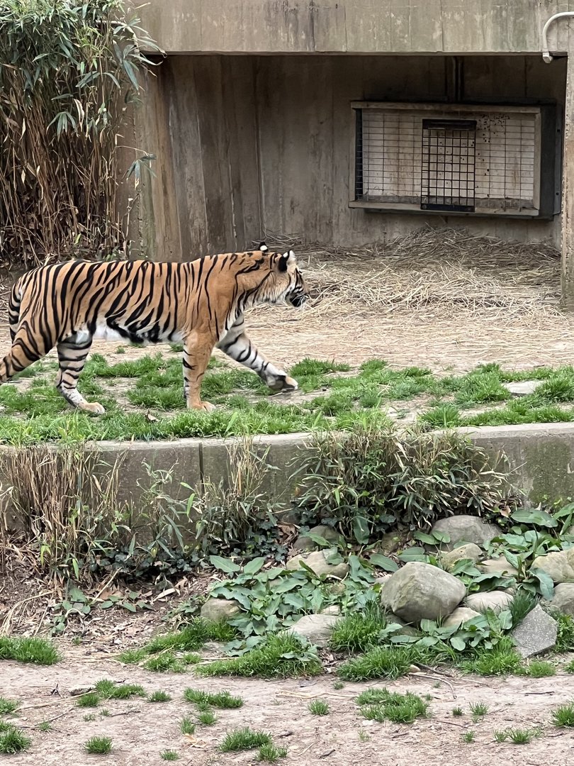 Damai the female Sumatran Tiger