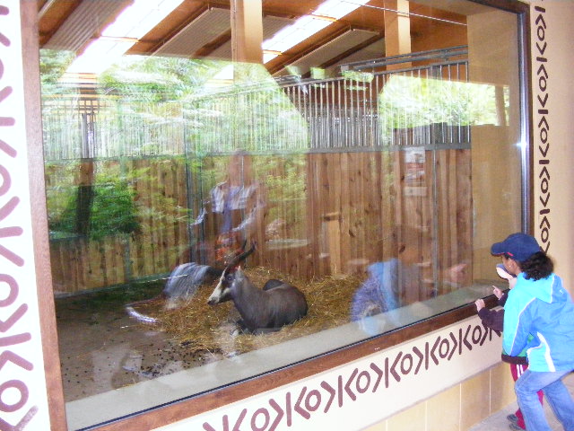 Damaliscus pygargus phillipsi