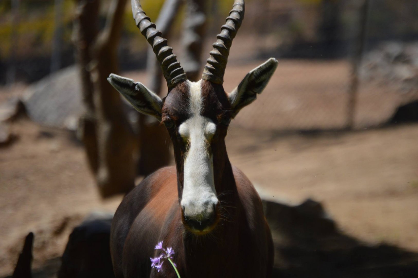 Damaliscus pygargus pygargus