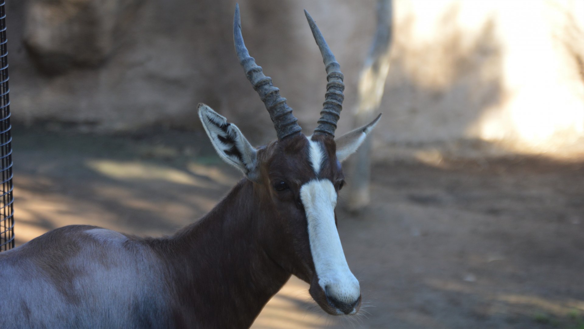 Damaliscus pygargus pygargus