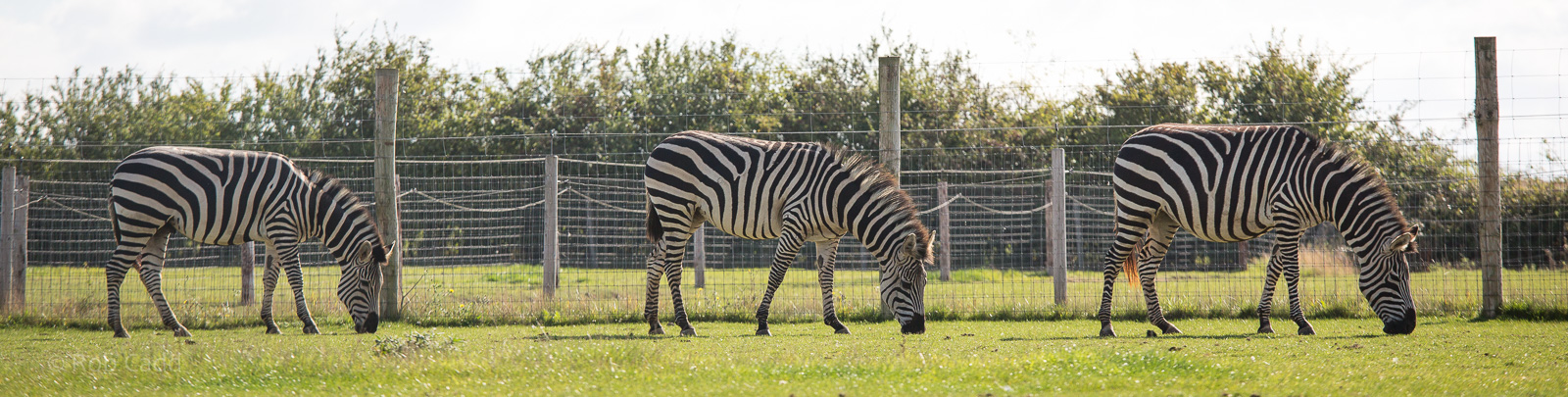 Damara / Burchell's zebra : Hamerton : 31 Aug 2014