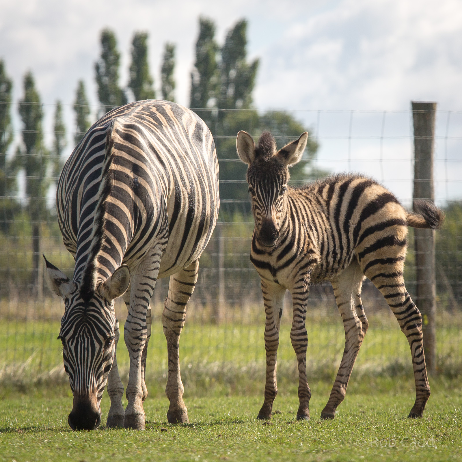 Damara / Burchell's zebra : Hamerton : 31 Aug 2014