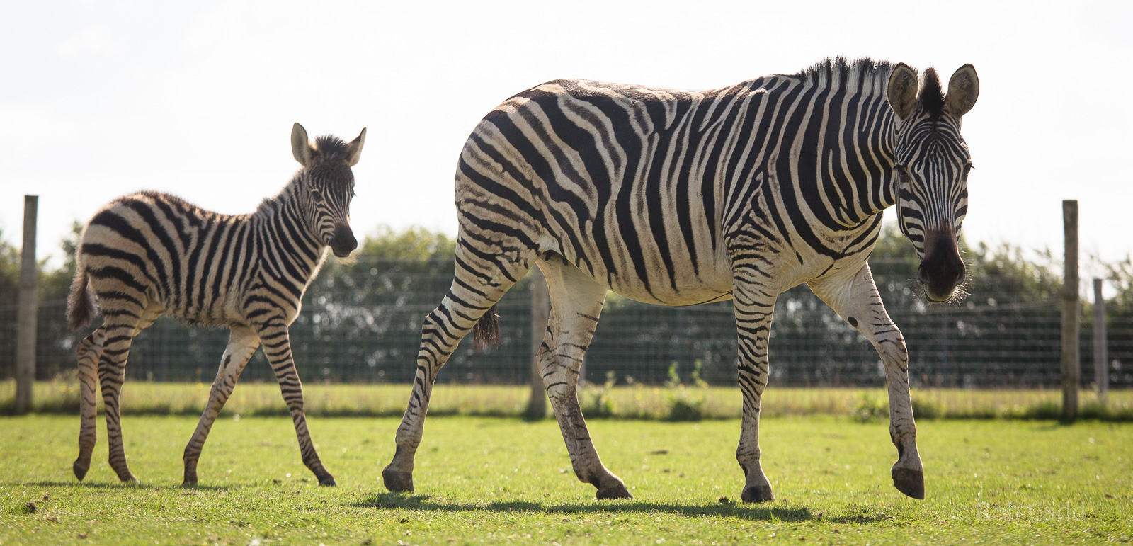 Damara / Burchell's zebra : Hamerton : 31 Aug 2014