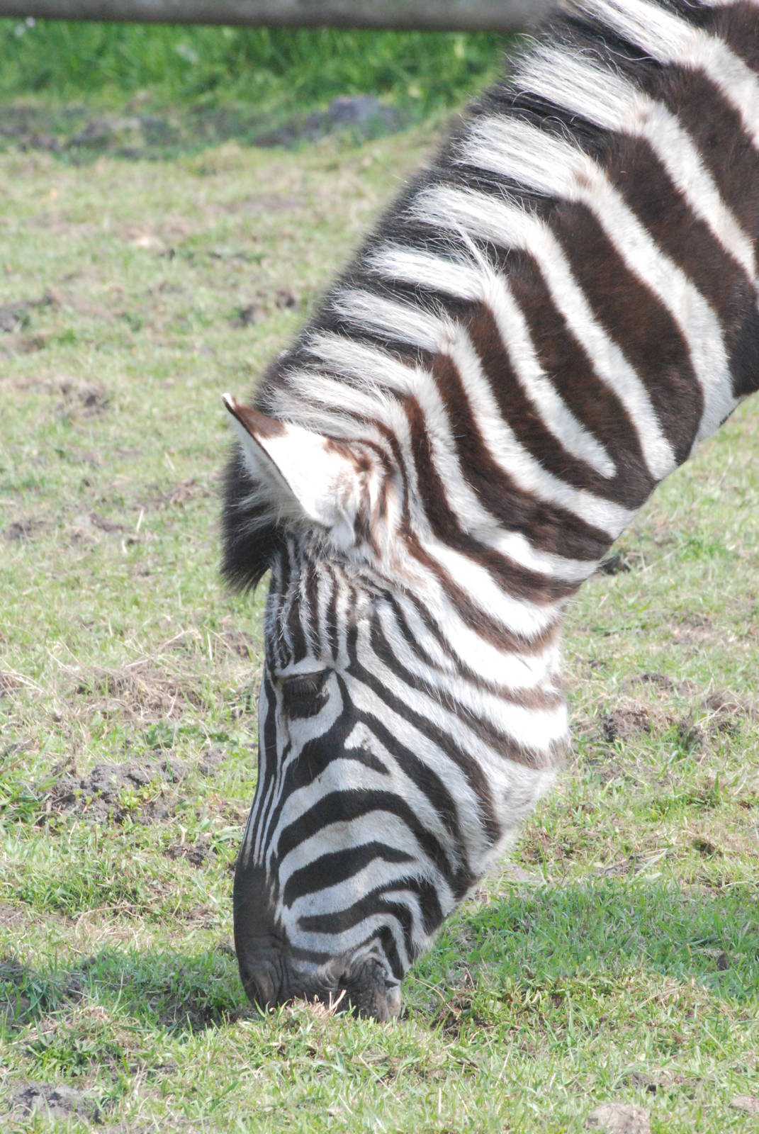 Damara (Burchell's) Zebra at Blackbrook 29/04/11