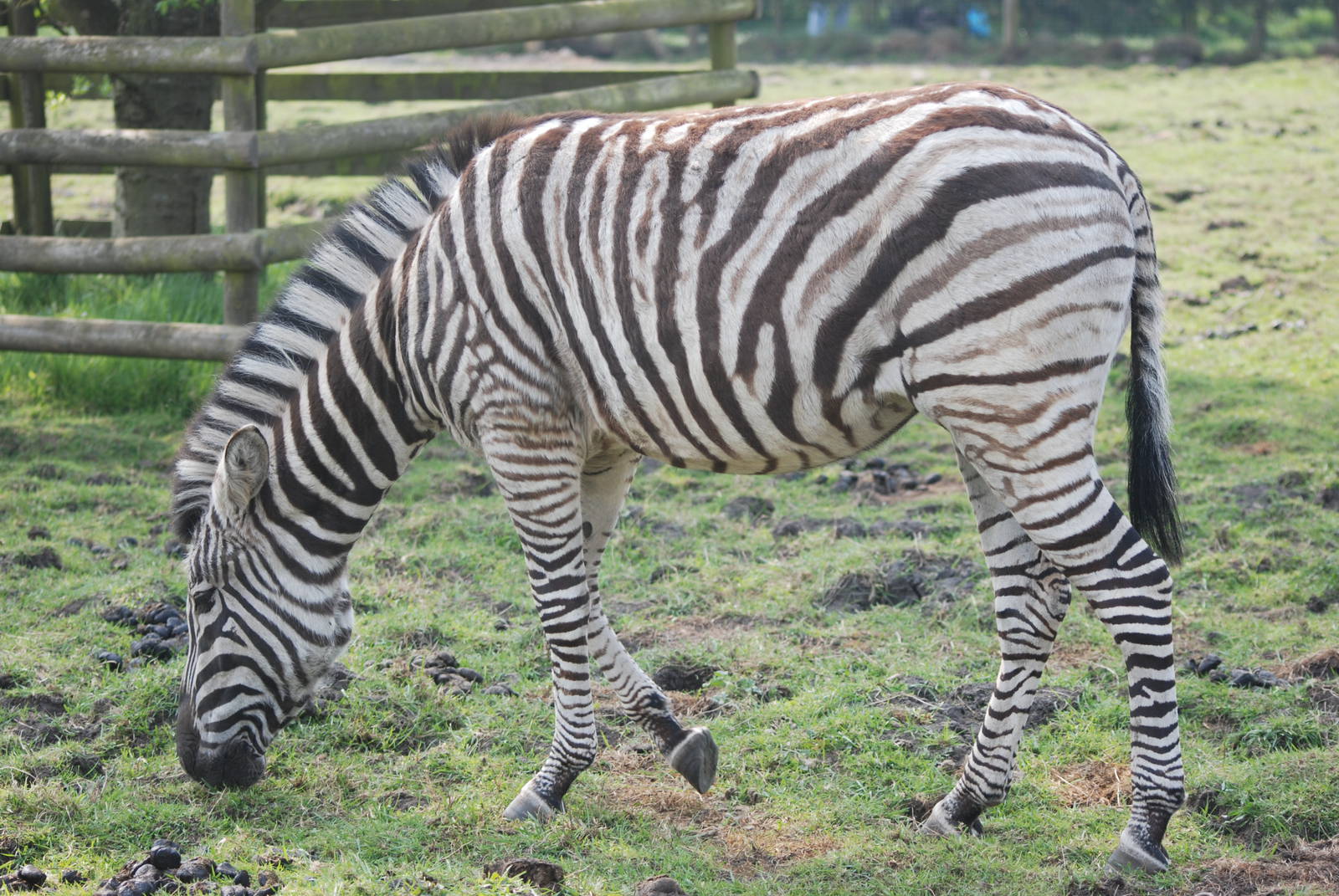 Damara (Burchell's) Zebra at Blackbrook 29/04/11