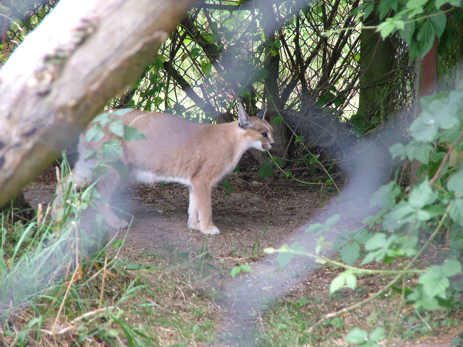 Damara Caracal at Port Lympne, 01/08/10