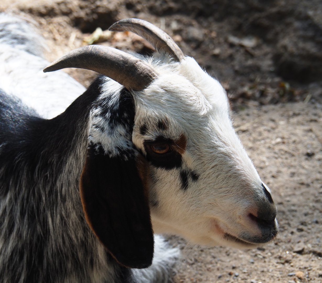 Damara goat (Capra aegagrus hircus), 2020-06-12