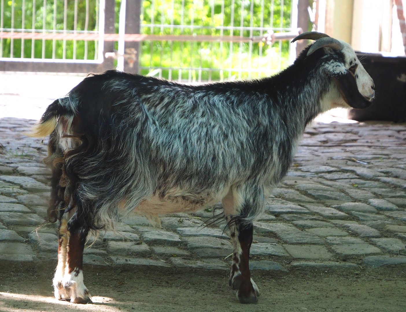 Damara goat (Capra aegagrus hircus), 2021-06-01