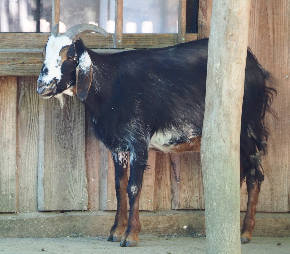 Damara goat (Capra aegagrus hircus), 2021-06-01