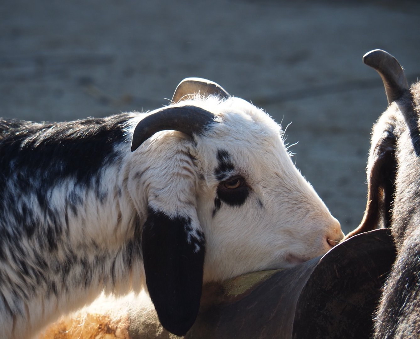 Damara goat (Capra aegagrus hircus), Feb 16th, 2019