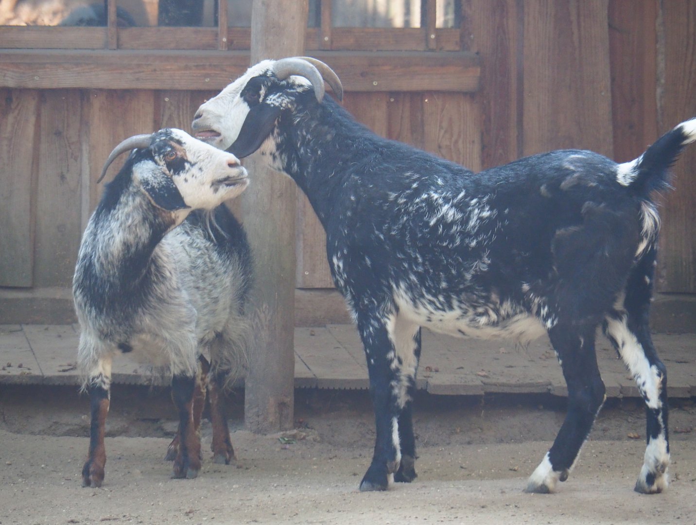 Damara goats (Capra aegagrus hircus), 2020-09-16
