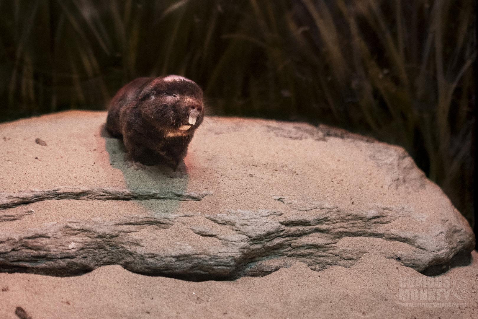 Damara Mole Rat (cryptomys damarensis) 10/19