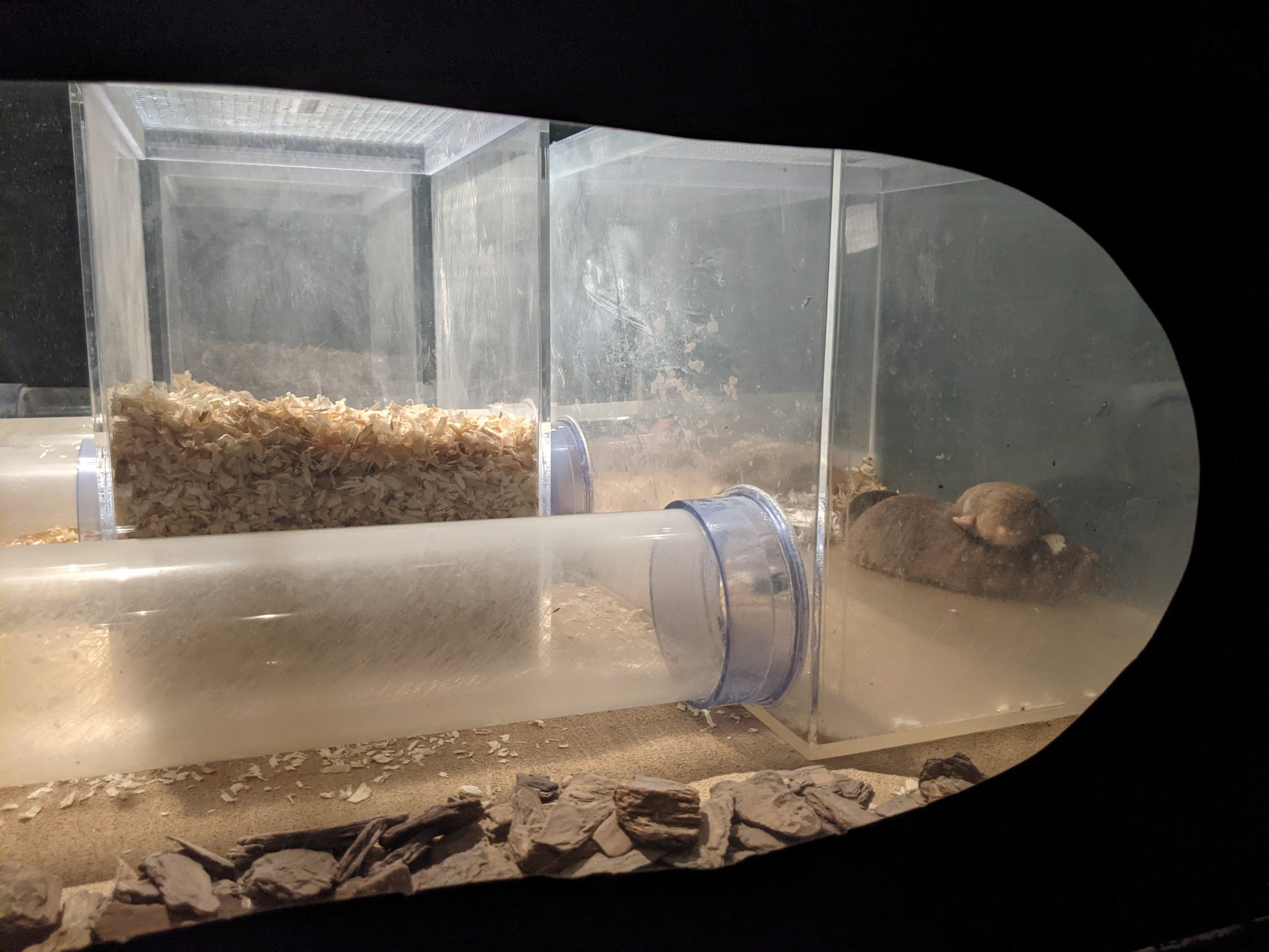 Damara Mole Rats - Saitama Children's Zoo