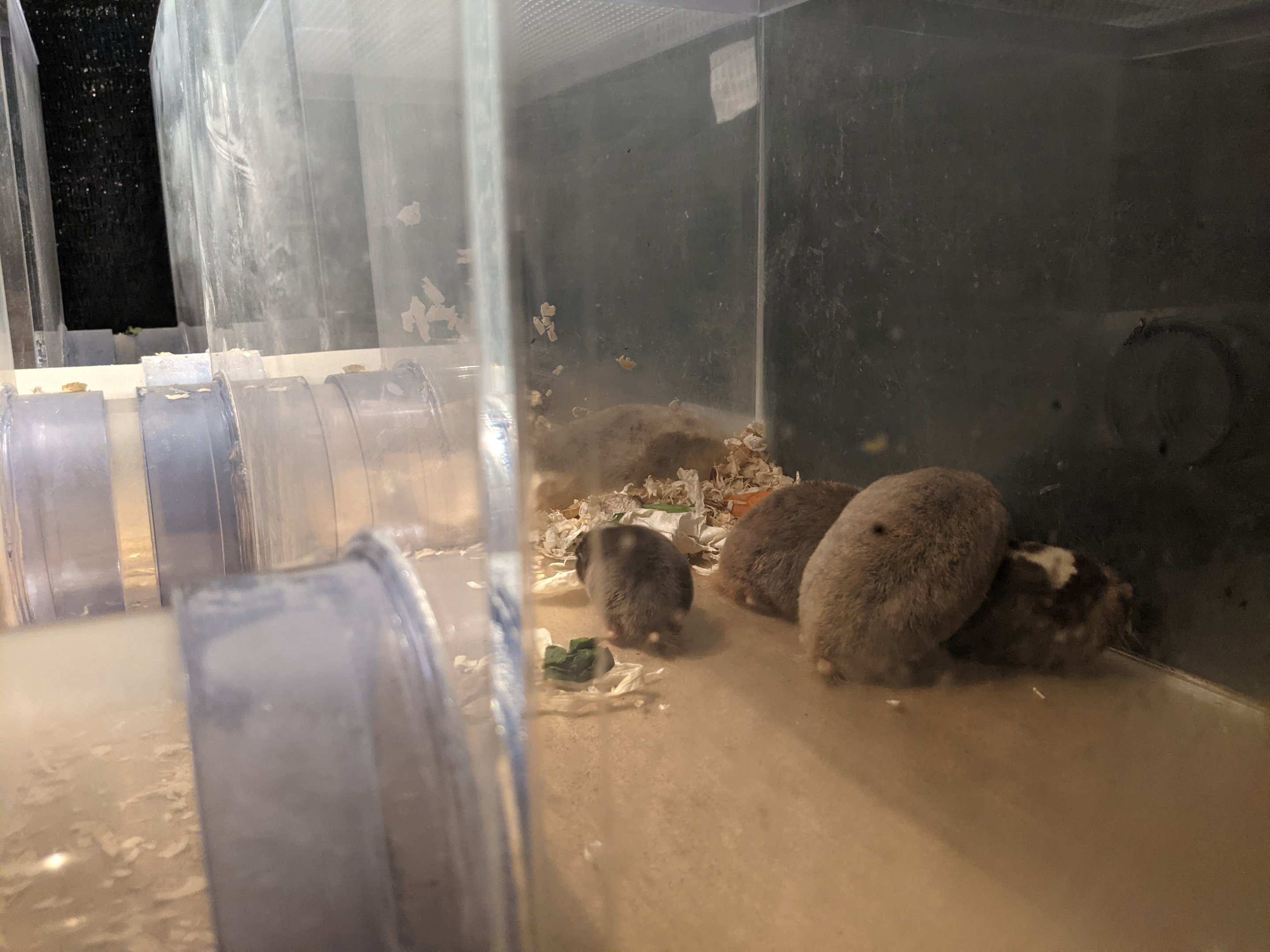 Damara Mole Rats - Saitama Children's Zoo