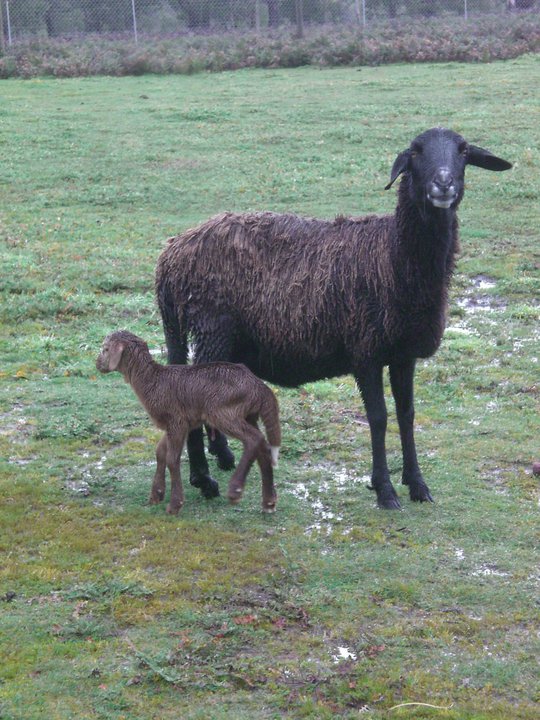 Damara Sheep and lamb