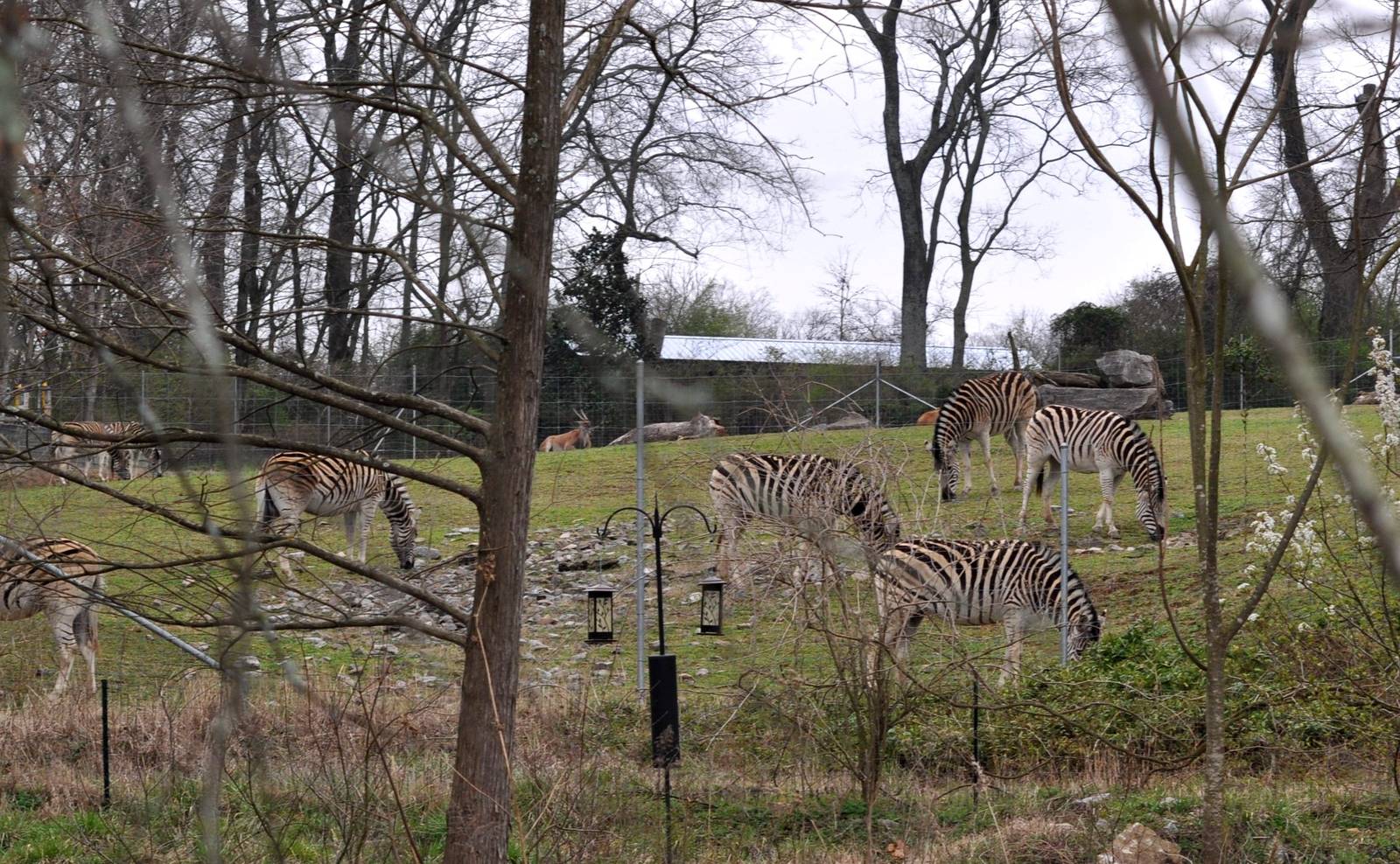 Damara Zebra and Eland Exhibit