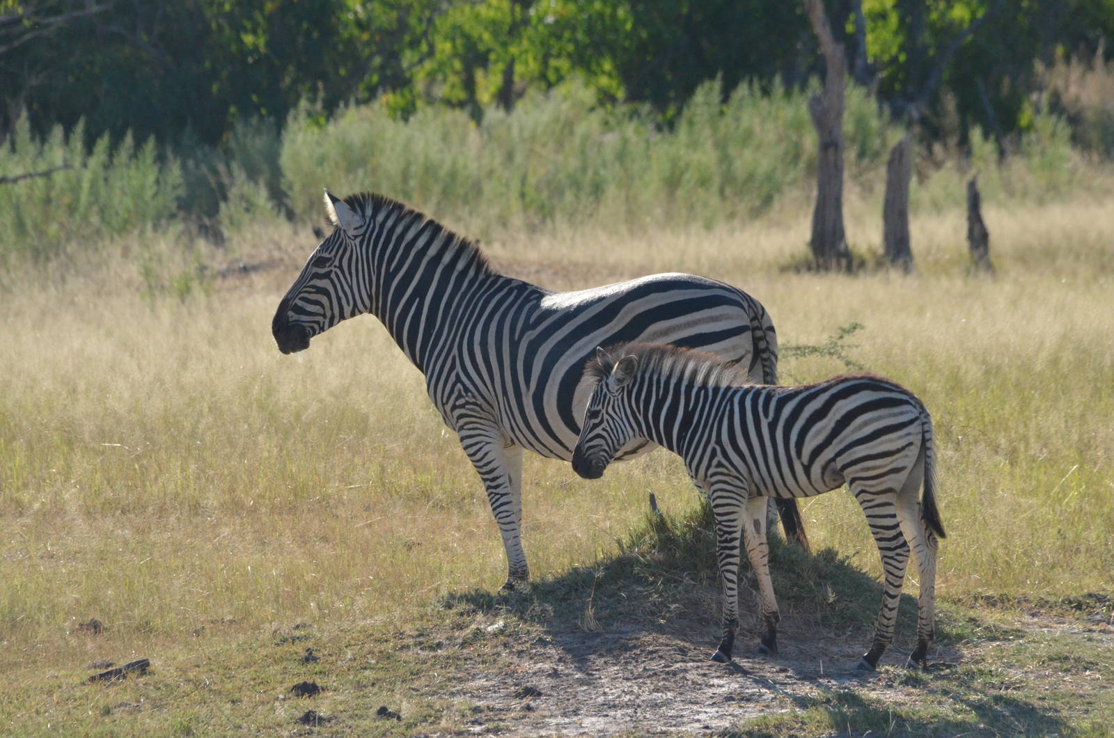 Damara Zebra and Foal, Moremi Game Reserve, Botswana, 29/04/16