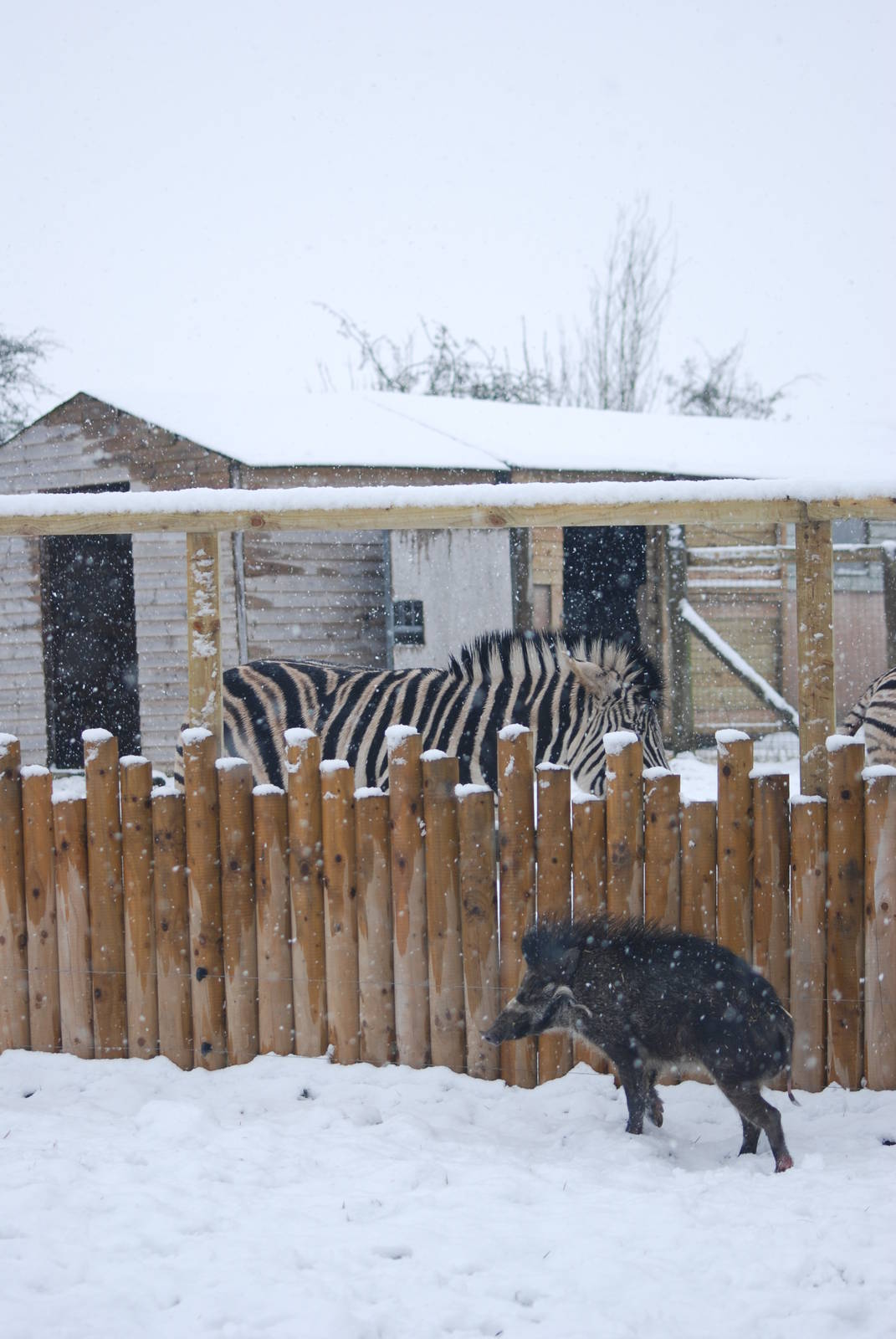 Damara Zebra and Visayan Warty Pig, Blackbrook in the Snow (again!) 27/12/1