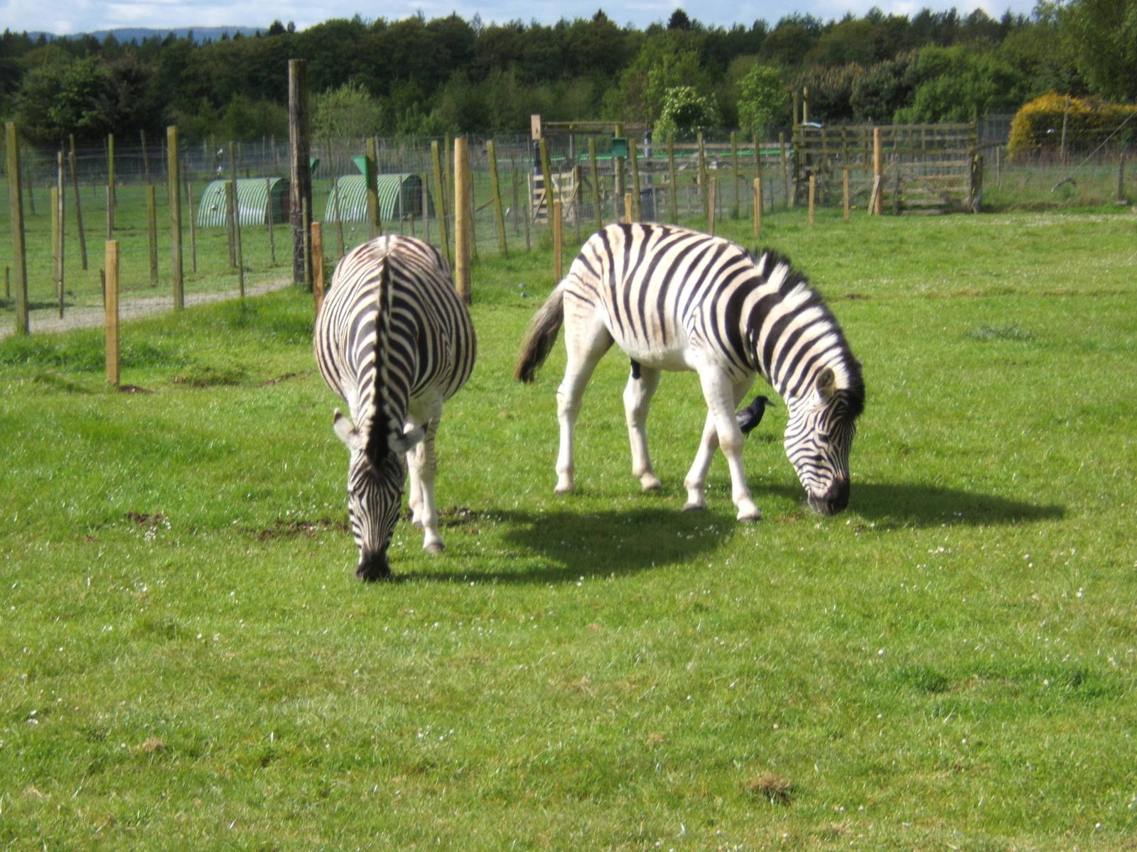 Damara Zebra at Black Isle Wildlife Park