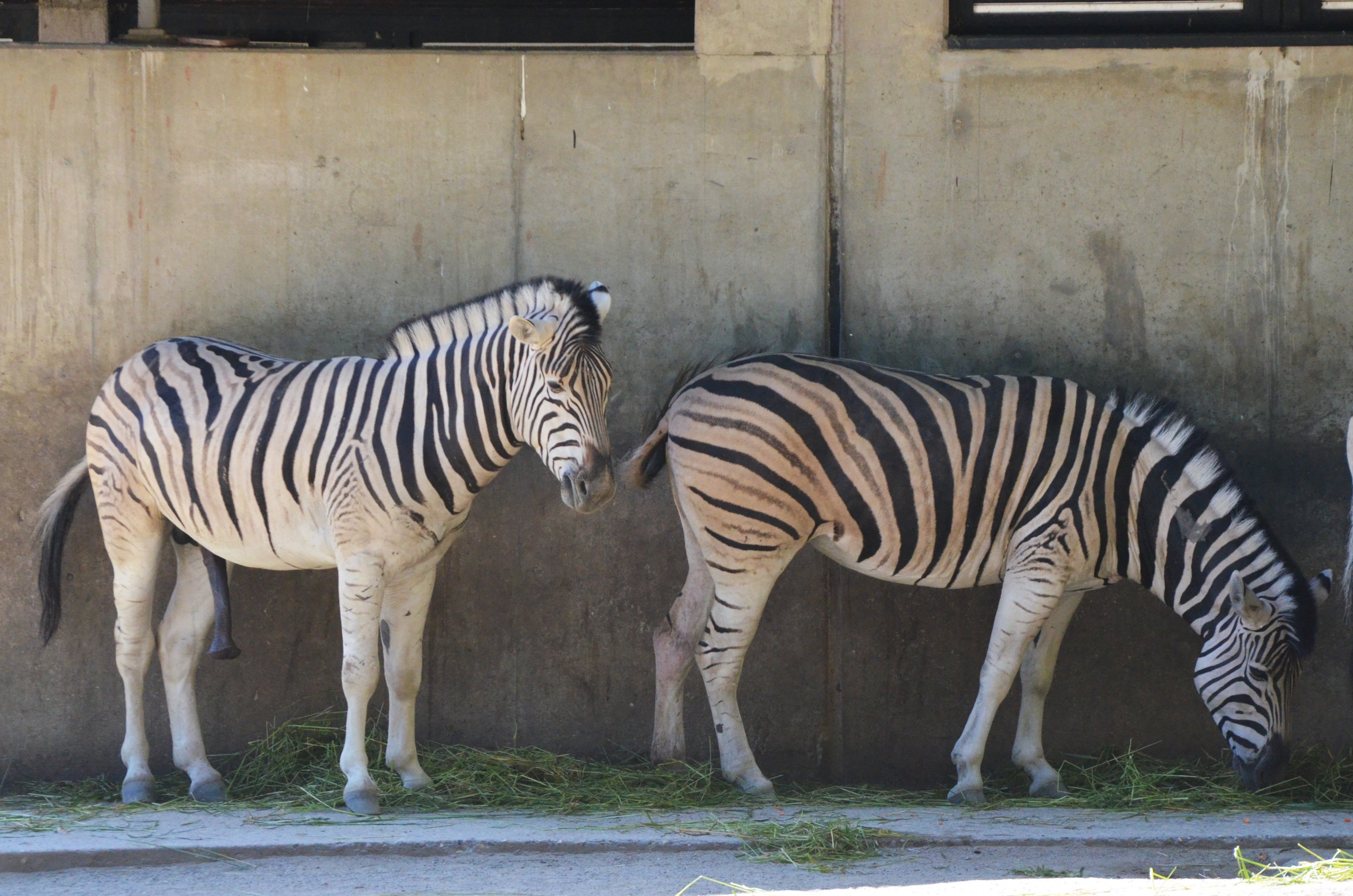 Damara Zebra at Duisburg, 17/06/19