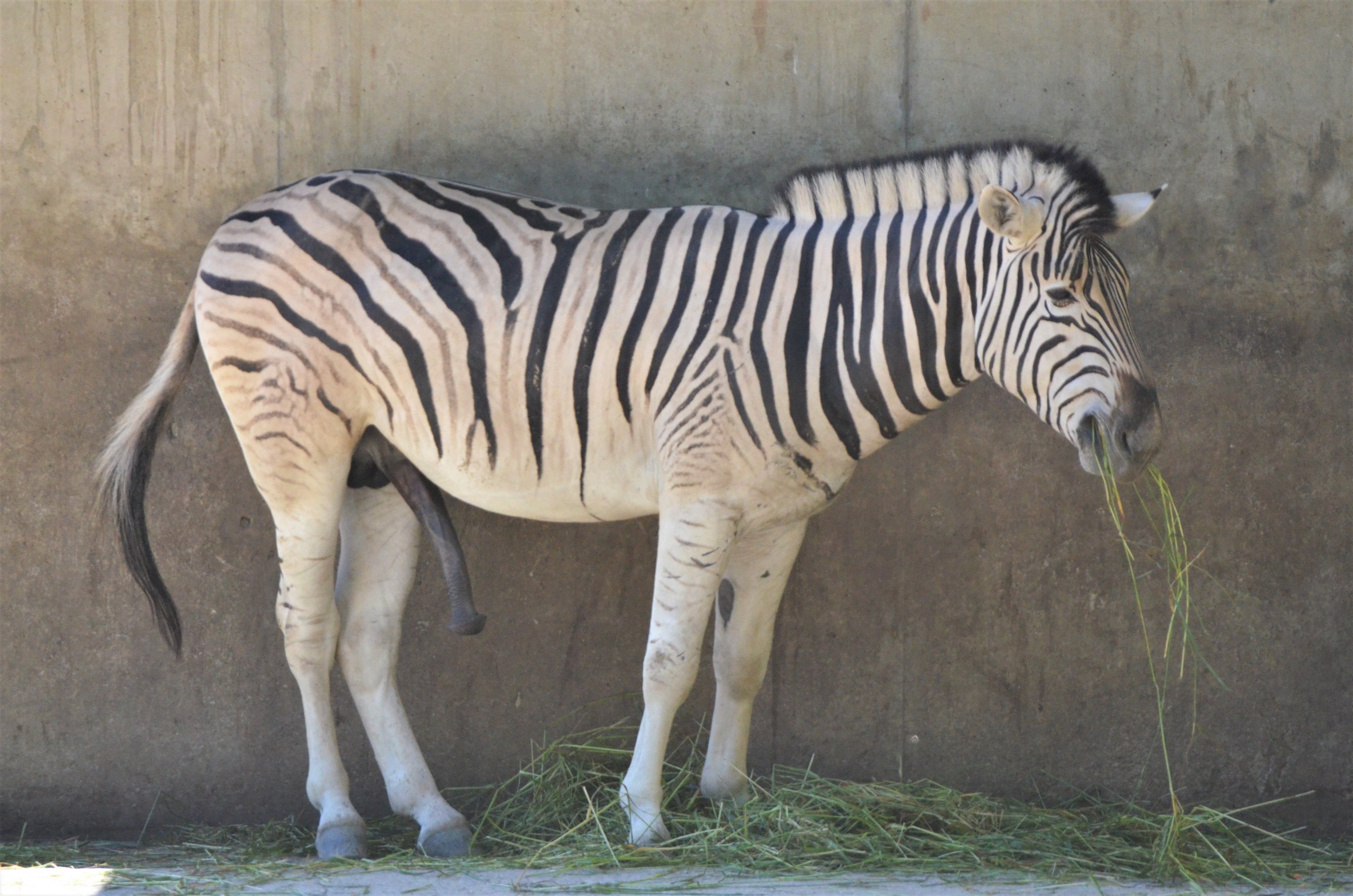 Damara Zebra at Duisburg, 17/06/19